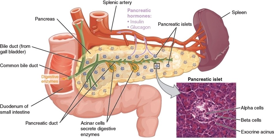 The Pancreas