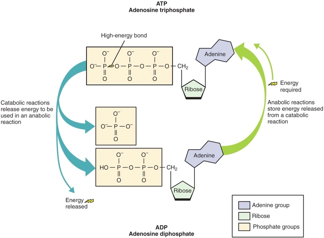 The Structure of ATP Molecules