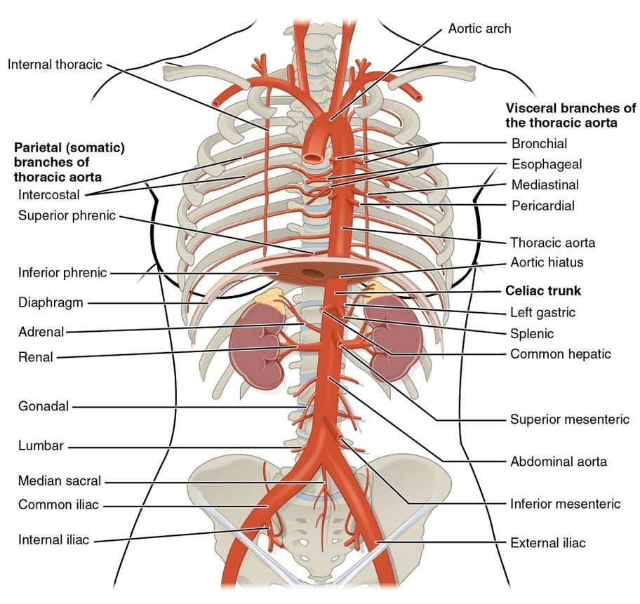 Thoracic Abdominal Arteries