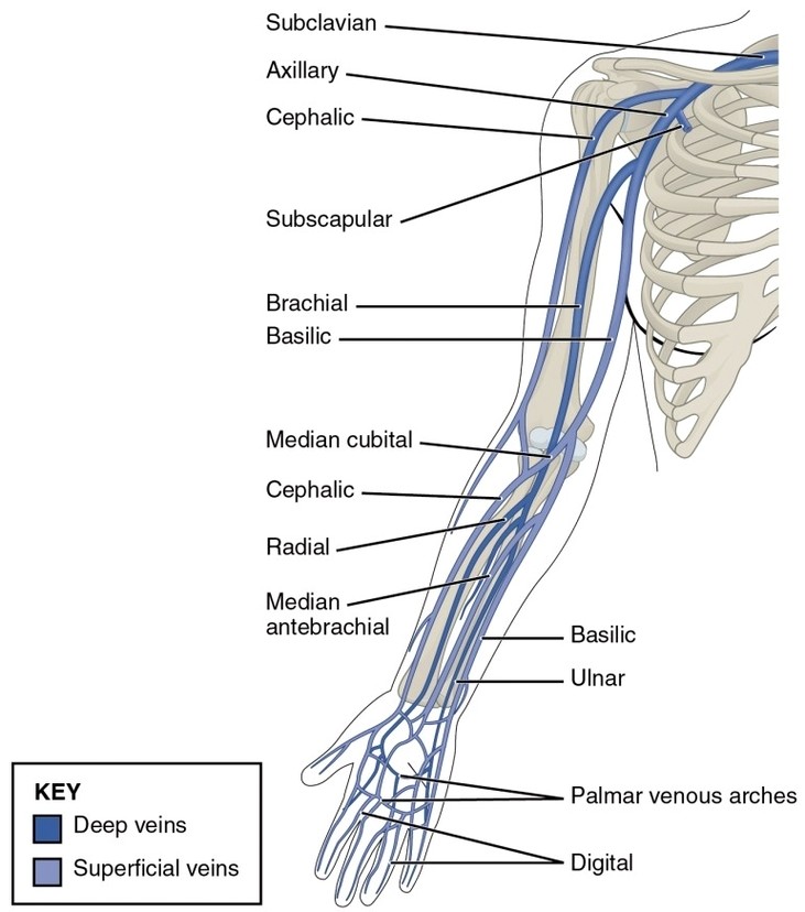 Thoracic Upper Limb Veins