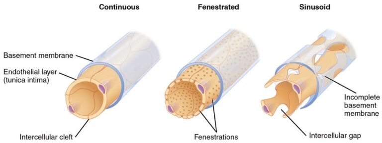 Three Major Capillary Types
