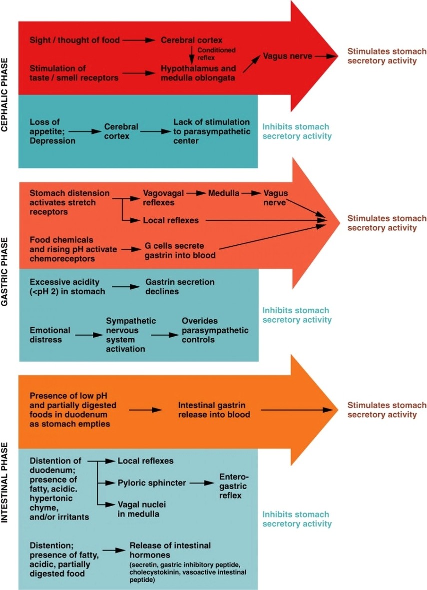 Three Phases Gastric Secretion