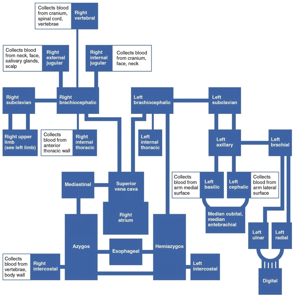 Veins Draining into Superior Vena Cava Chart