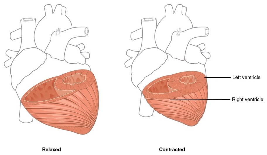 Ventricular Muscle Thickness
