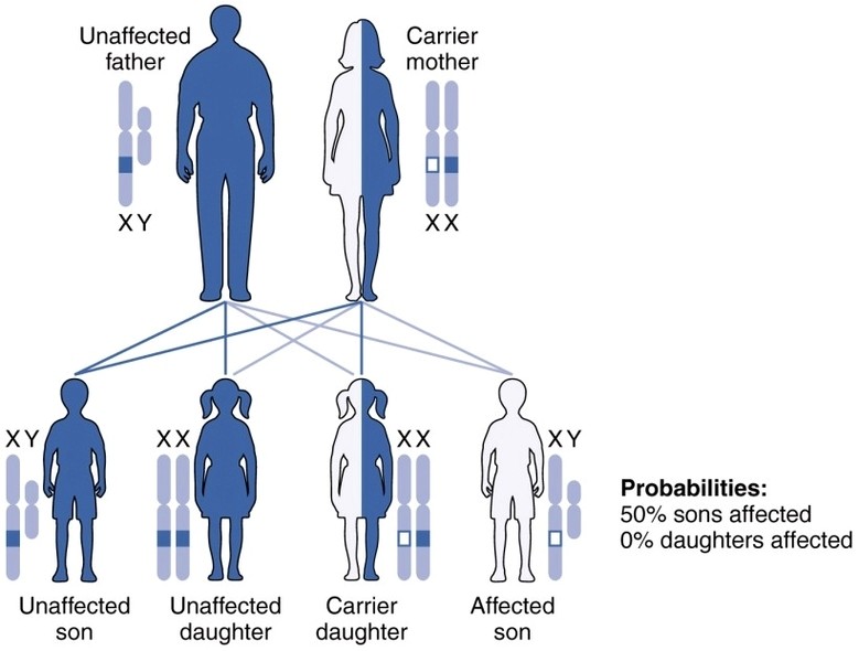 X linked Recessive Inheritance new
