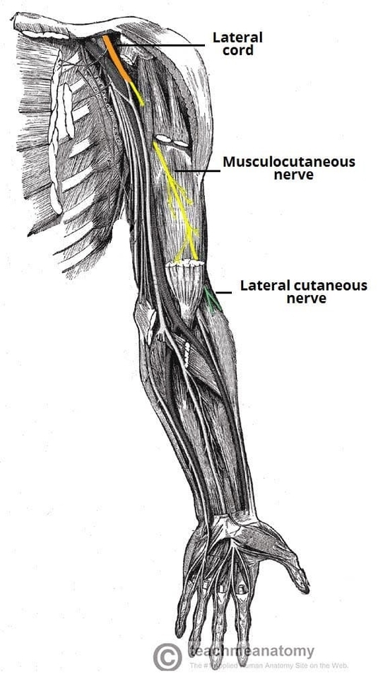 Anatomical Course of the Musculocutaneous Nerve