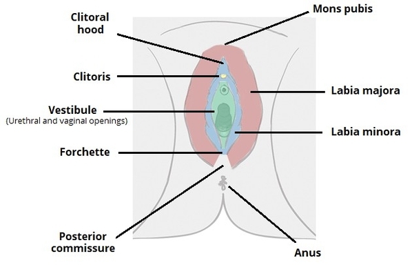 Anatomy of the Vulva Labia Clitoris Mons Pubis