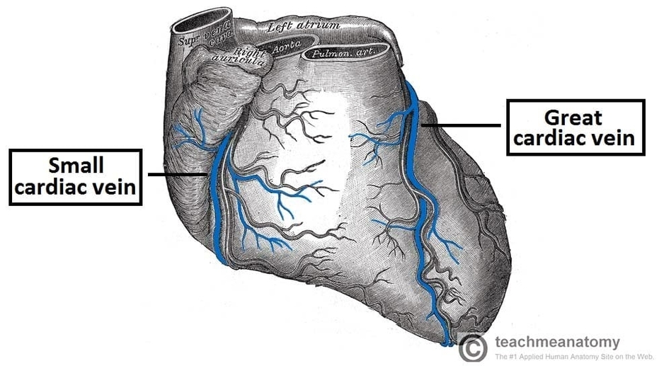 Anterior View of the Venous Drainage of the Heart Small and Great Cardiac Veins
