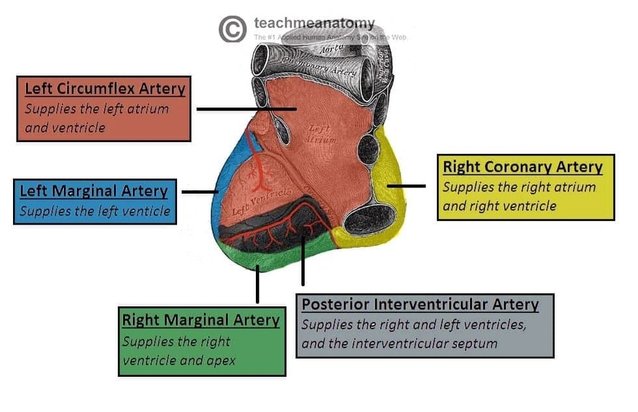 Blood Supply to the Heart Posterior