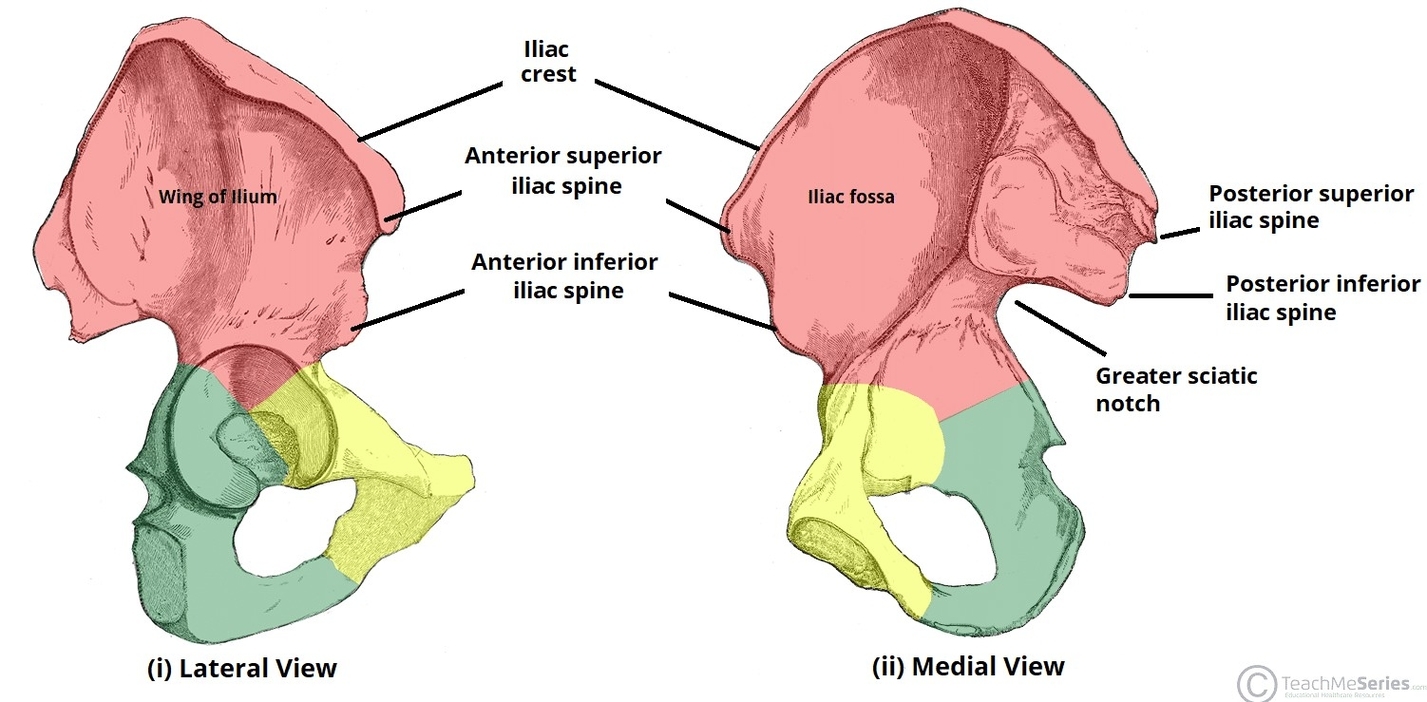 Bony Landmarks of the Ilium Wing ASIS PSIS Hip Bone.