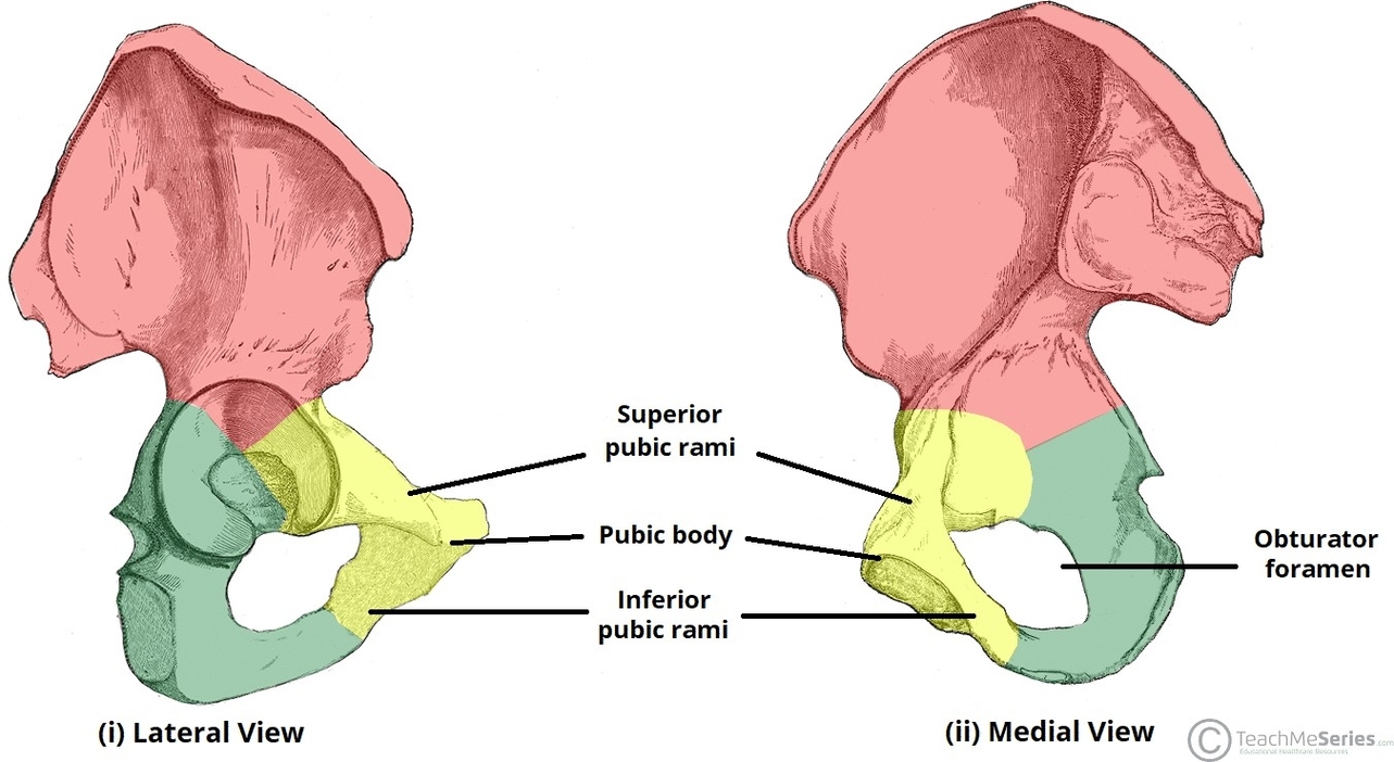 Bony Landmarks of the Pubis