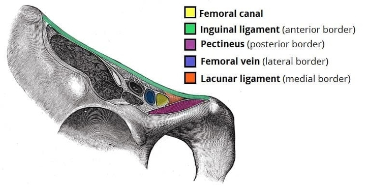 Borders of the Femoral Canal