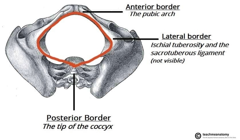 Borders of the Pelvic Outlet