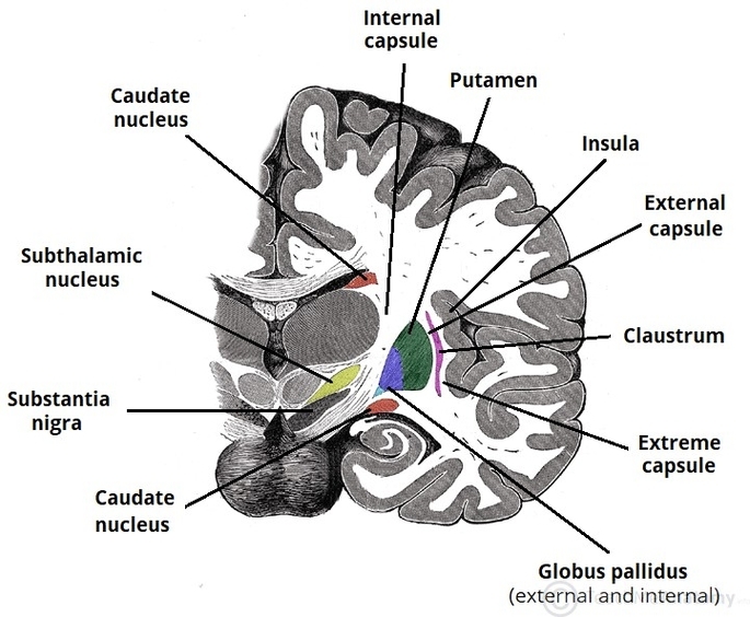 Components of the Basal Ganglia