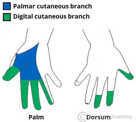 Cutaneous Innervation of the Median Nerve Skin of the Hand