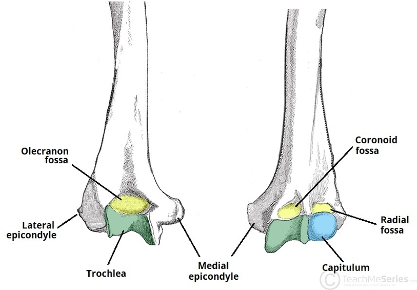 Distal Aspect of the Humerus Epicondyle Trochlea Capitulum