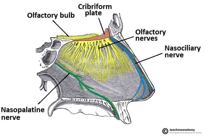 Innervation of the Nasal Septum Olfactory Nasopalatine and Nasociliary Nerves