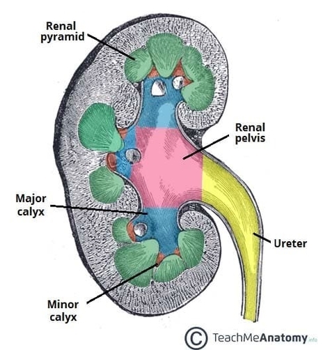 Internal Structure of the Kidney