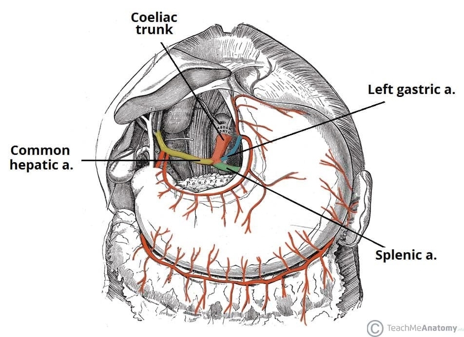 Major Branches of the Coeliac Trunk