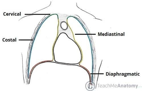 Parts of the Parietal Pleura