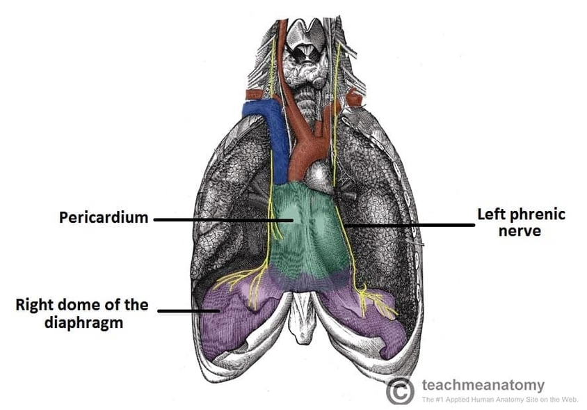 Phrenic Nerve Motor Innervation to the Diaphragm