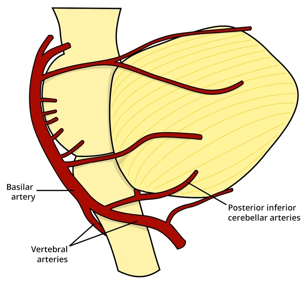 Posterior inferior cerebellar artery orgin and course