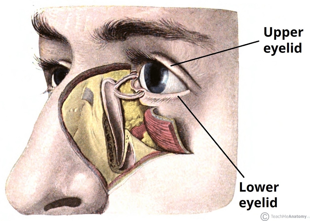 Surface Anatomy of the Eyelids Uppper Lower