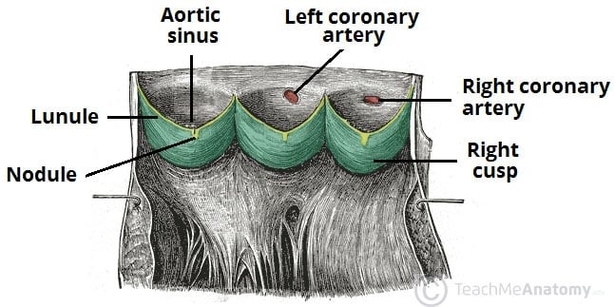 The Aortic Valve Sinuses and Coronary Arteries