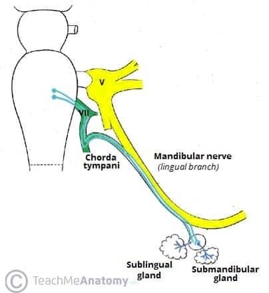 The Submandibular Ganglion and Branches