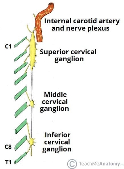 The Superior Middle and Inferior Cervical Ganglia