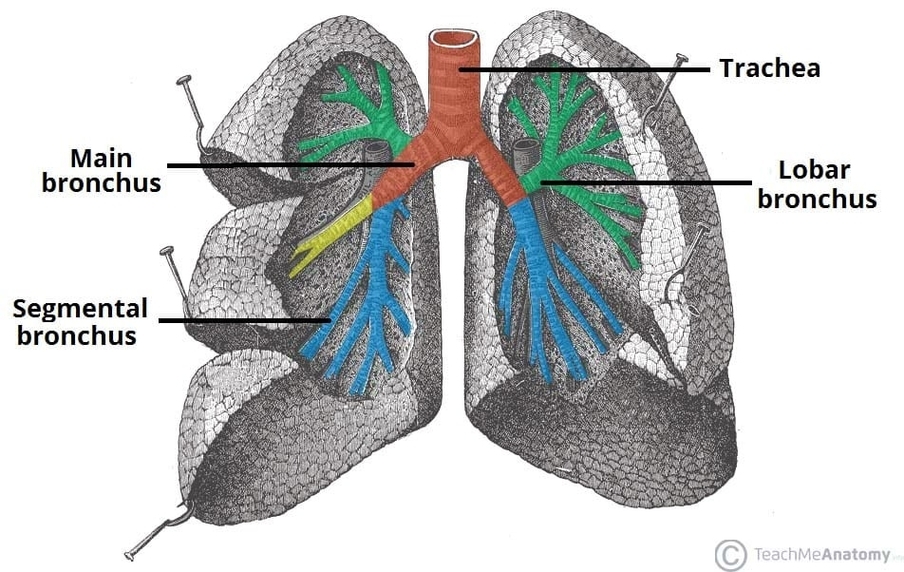 The Trachea and Bronchial Divisions