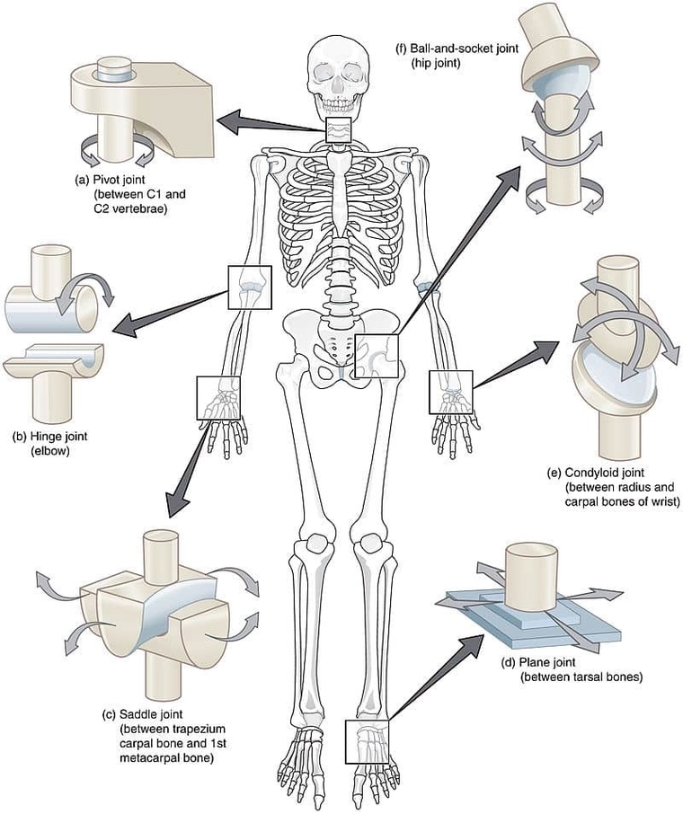 Types of Synovial Joint