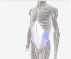 Abdominal in Breathing