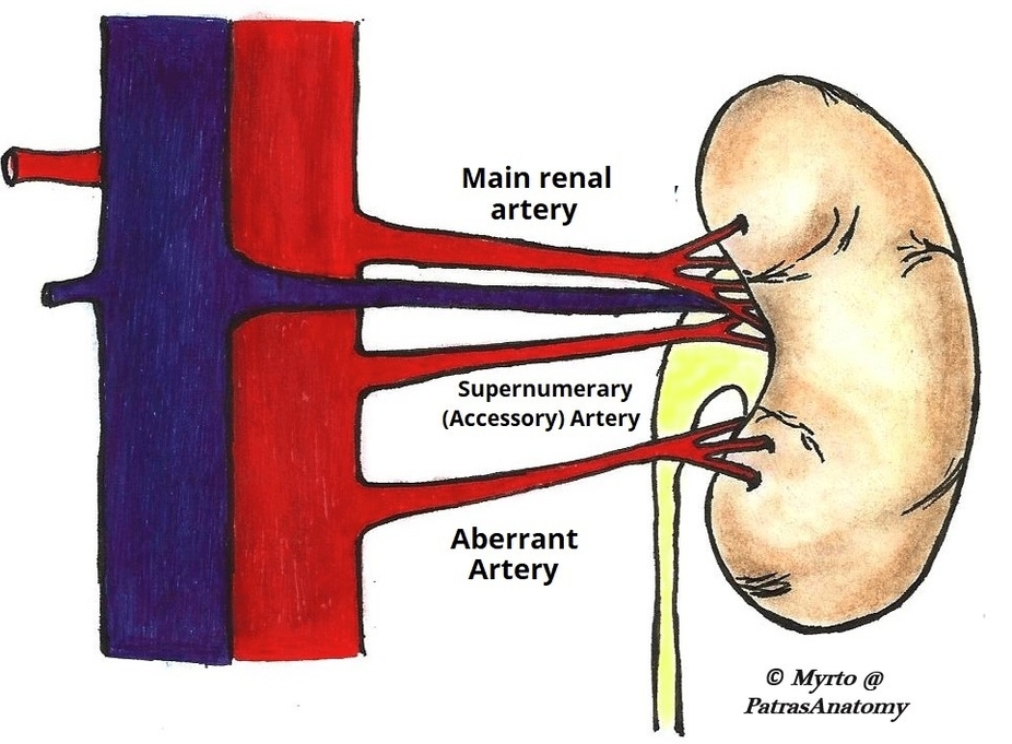 Aberrant and Supernumerary Arteries of the Kidney