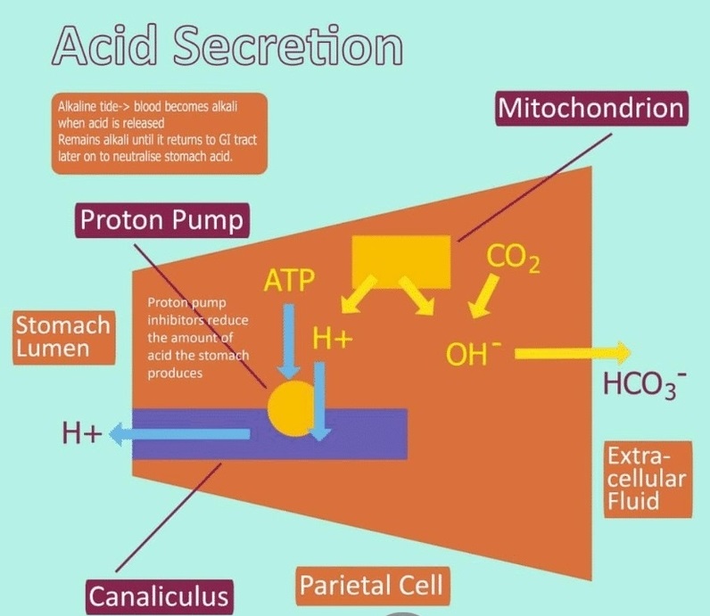 Acid Secretion