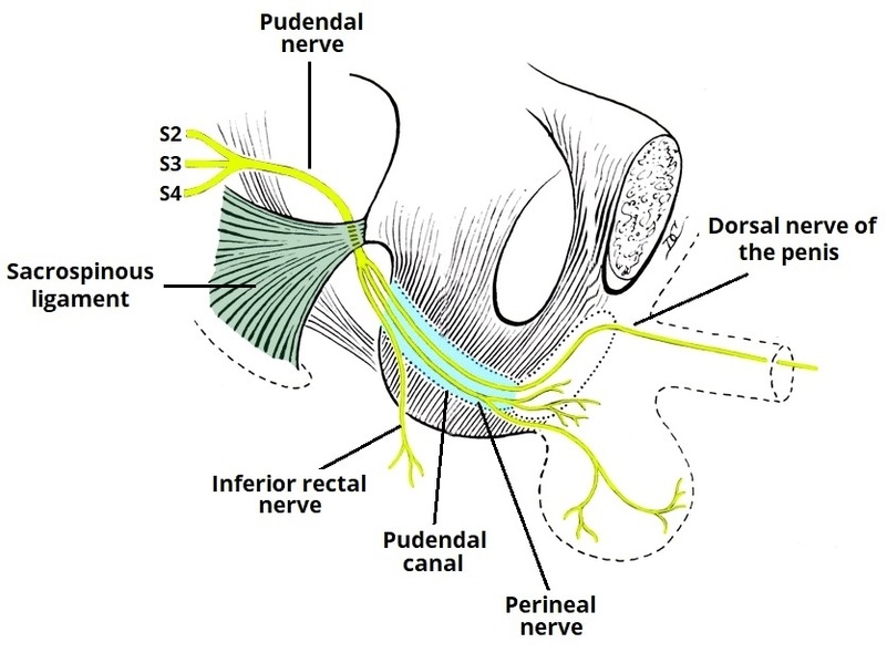 Anatomical Course and Branches of the Pudendal Nerve