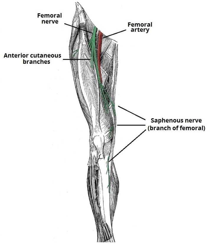 Anatomical Course of the Femoral Nerve Lower Limb