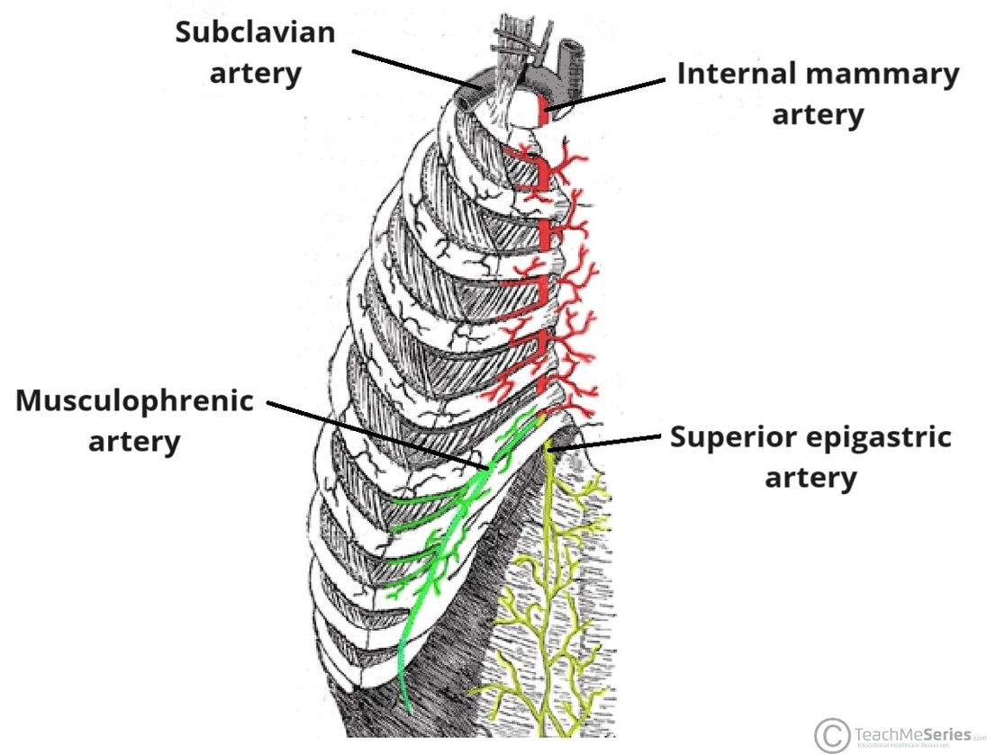 Anatomical Course of the Internal Mammary Artery