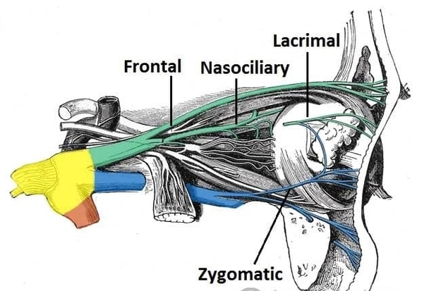 Anatomical Course of the Ophthalmic Nerve