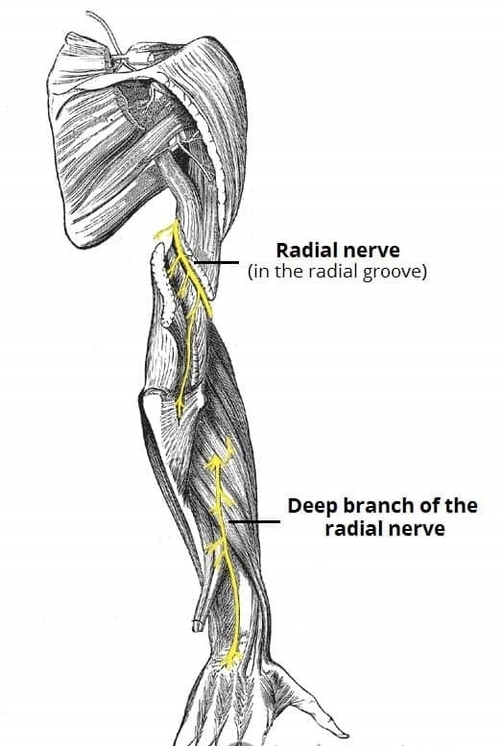 Anatomical Course of the Radial Nerve