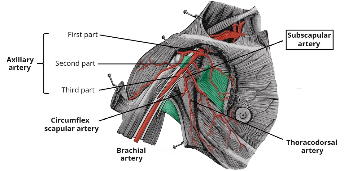 Anatomical Course of the Subscapular Artery