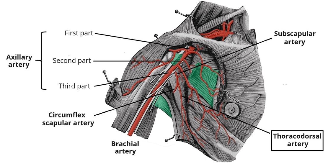Anatomical Course of the Thoracodorsal Artery
