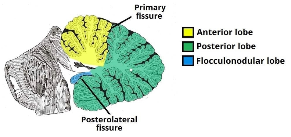 Anatomical Lobes of the Cerebellum