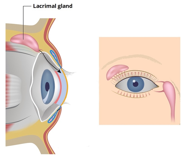 Anatomical Location of the Lacrimal Gland