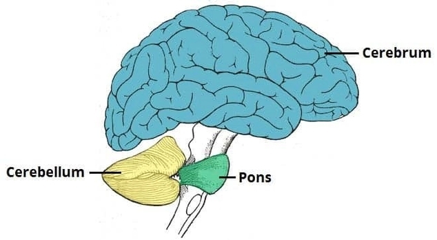Anatomical Position Cerebellum