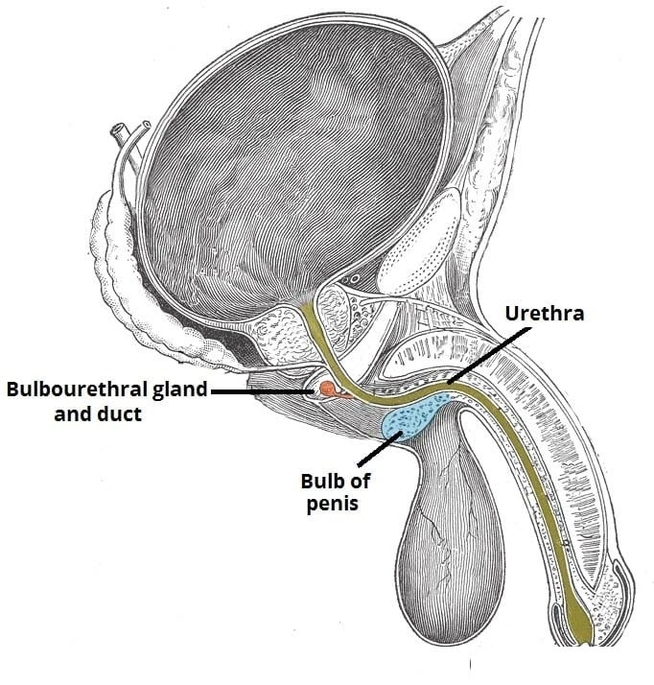 Anatomical Position of the Bulbourethral Glands