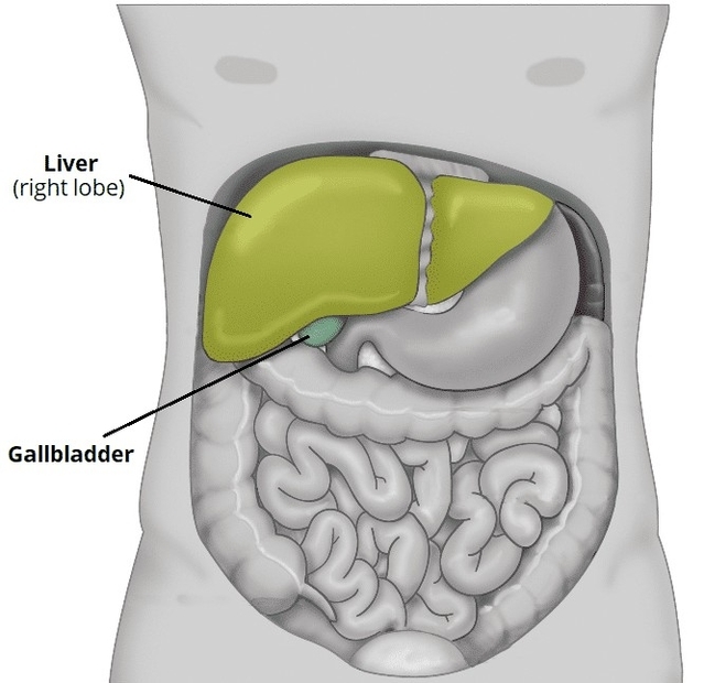 Anatomical Position of the Gallbladder