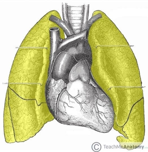 Anatomical Position of the Lungs