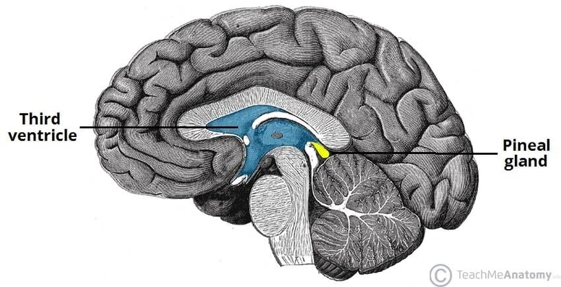 Anatomical Position of the Pineal Gland