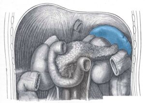 Anatomical Position of the Spleen